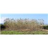 Cultivamos nuestro Arundo donax