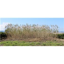Cultivamos nuestro Arundo donax