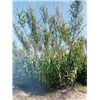 Nuevo y viejo Arundo donax
