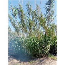 Nuevo y viejo Arundo donax